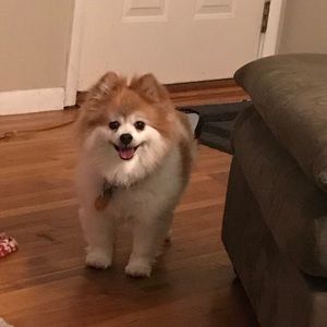 Meet your Posher, Tom